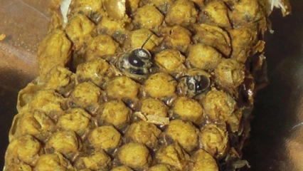 Bienen schlüpfen